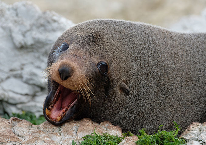 happy seal